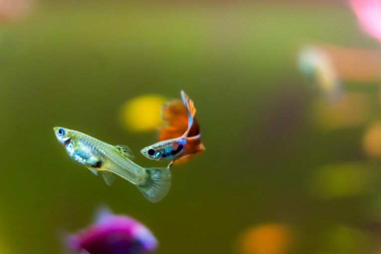 “Lessons from a Little Swimmer: The Spiritual Teachings of a Guppy Fish”