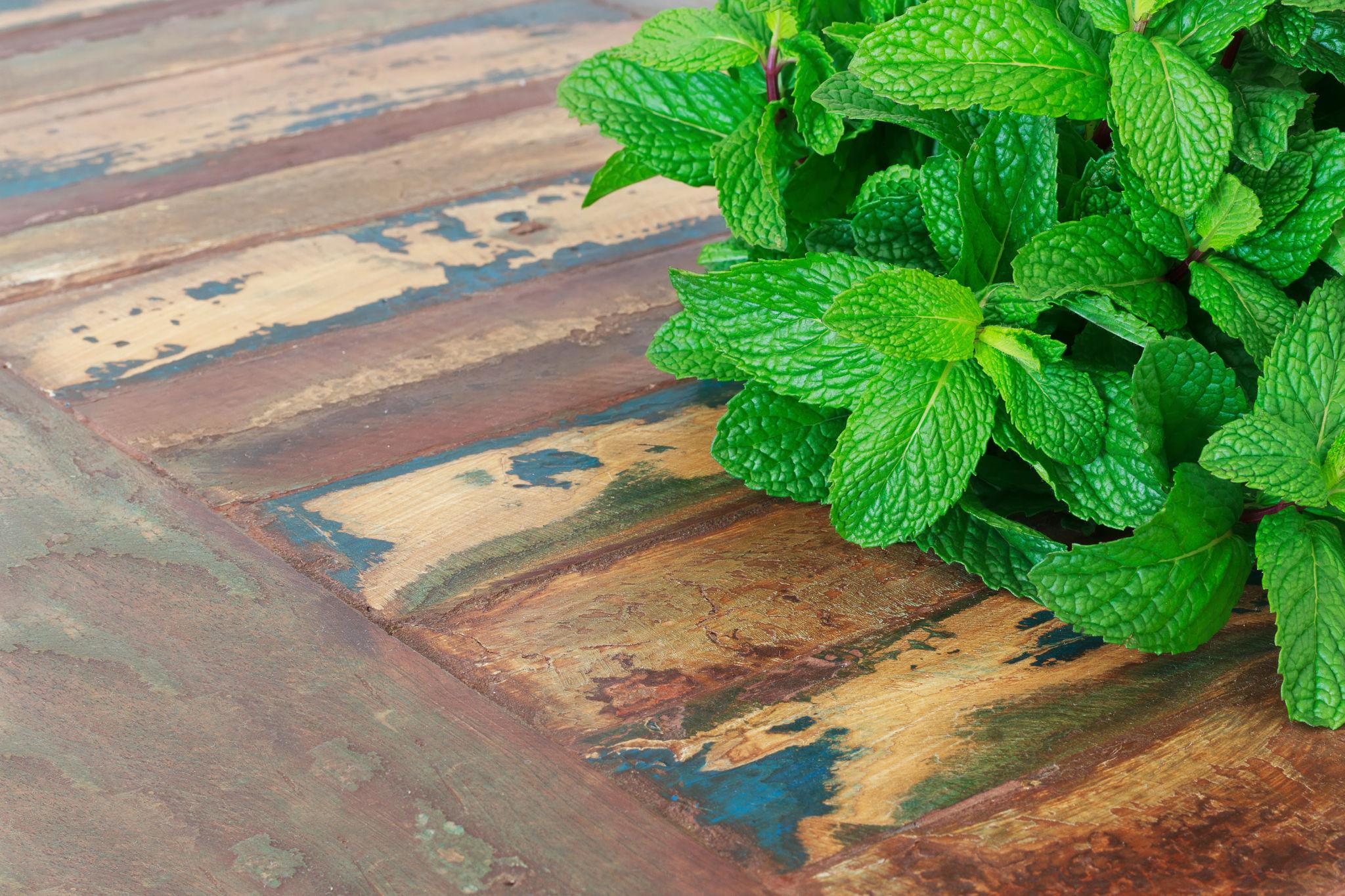 🌿 Mint Magic: Refresh Your Body, Calm Your Mind Naturally