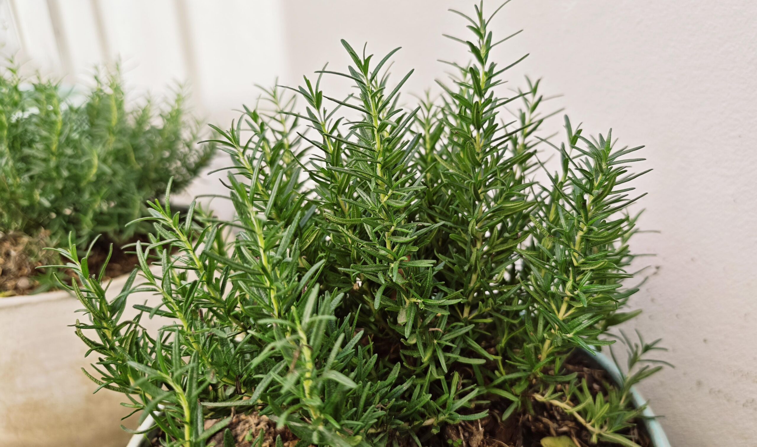 🌿 Rosemary: The Fragrant Herb That Heals, Nourishes, and Revives